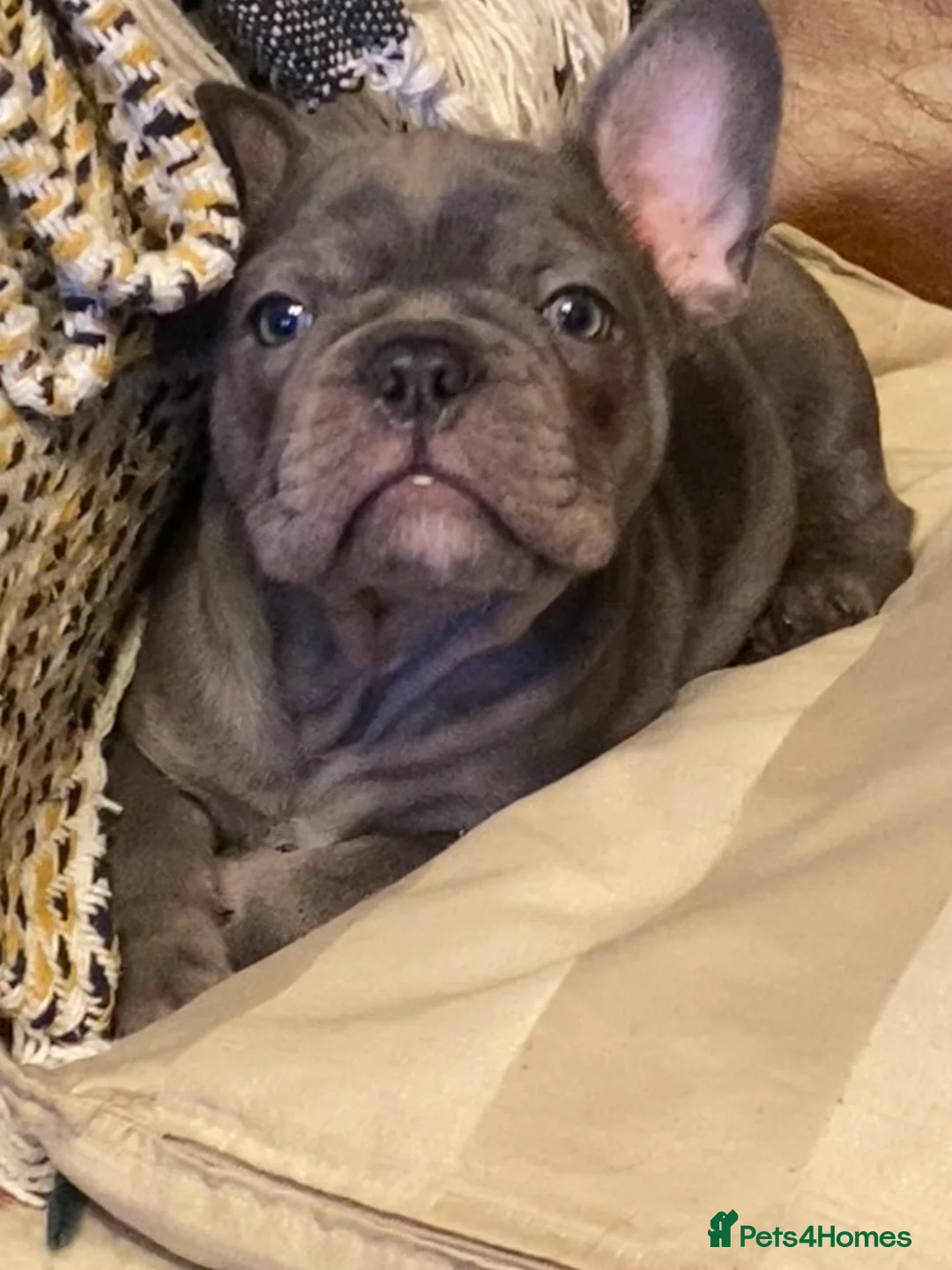 French Bulldog dogs for sale: KC registered French Bulldog Girl  & 1 Boys 🐶❤️ - Advert 18
