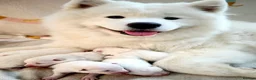 Samoyed dogs for sale: KC Samoyed puppies  in Livingston - Advert 1