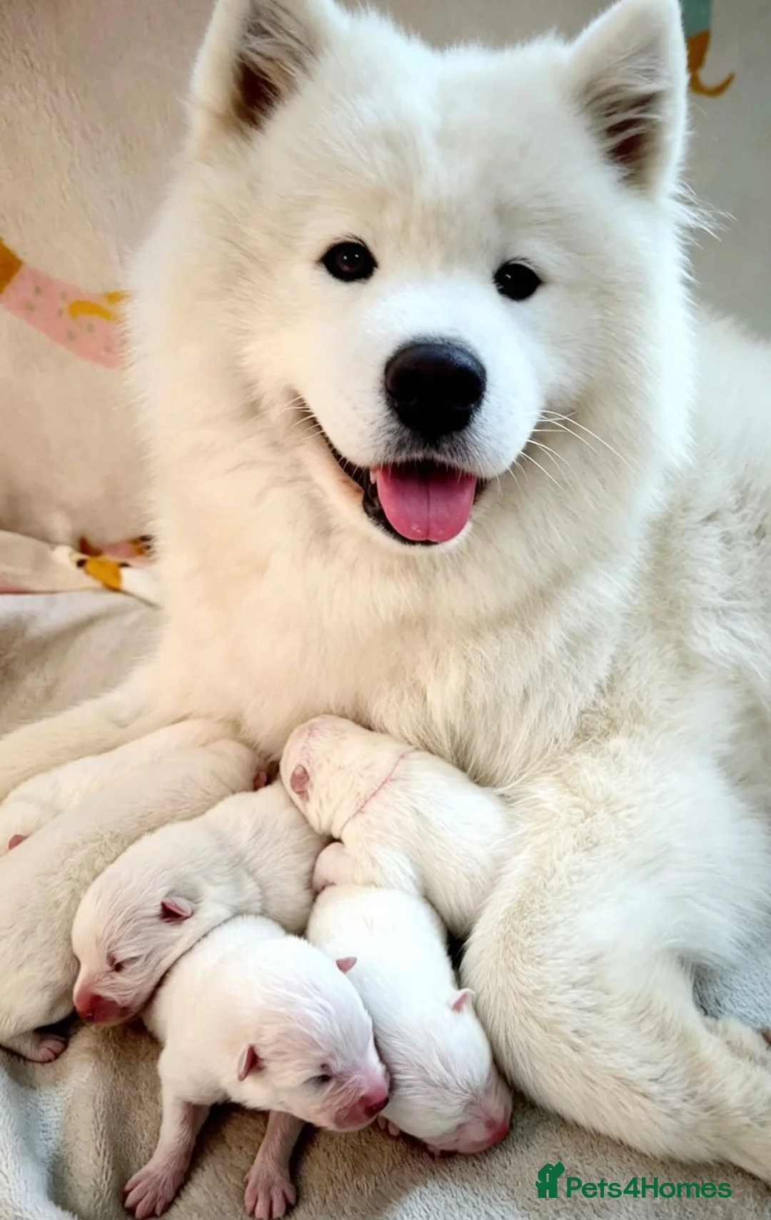 Samoyed dogs for sale: KC Samoyed puppies  in Livingston - Advert 1
