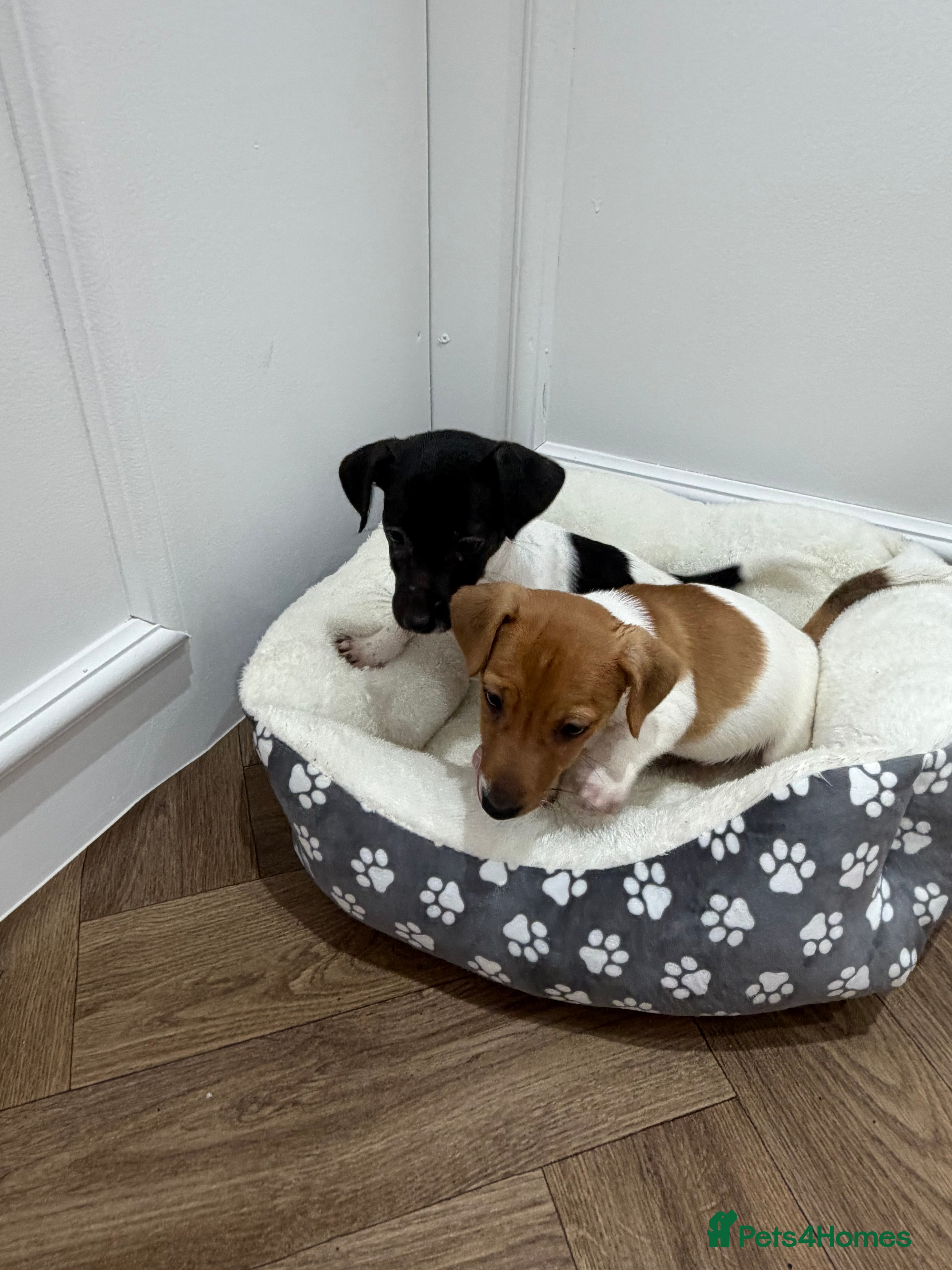 Jack Russell dogs jackrussel puppies - Advert 5