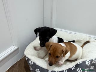 Jack Russell dogs jackrussel puppies - Advert 18