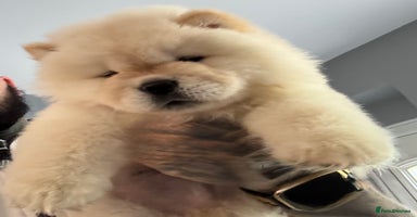 Chow Chow dogs - Advert 5