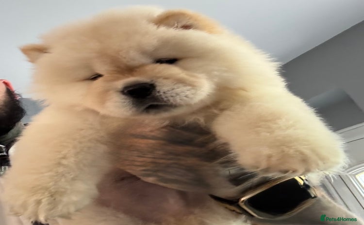 Chow Chow dogs - Advert 2