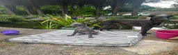 Italian Greyhound dogs for stud: Proven Italian Greyhound Available at Stud - Advert 2