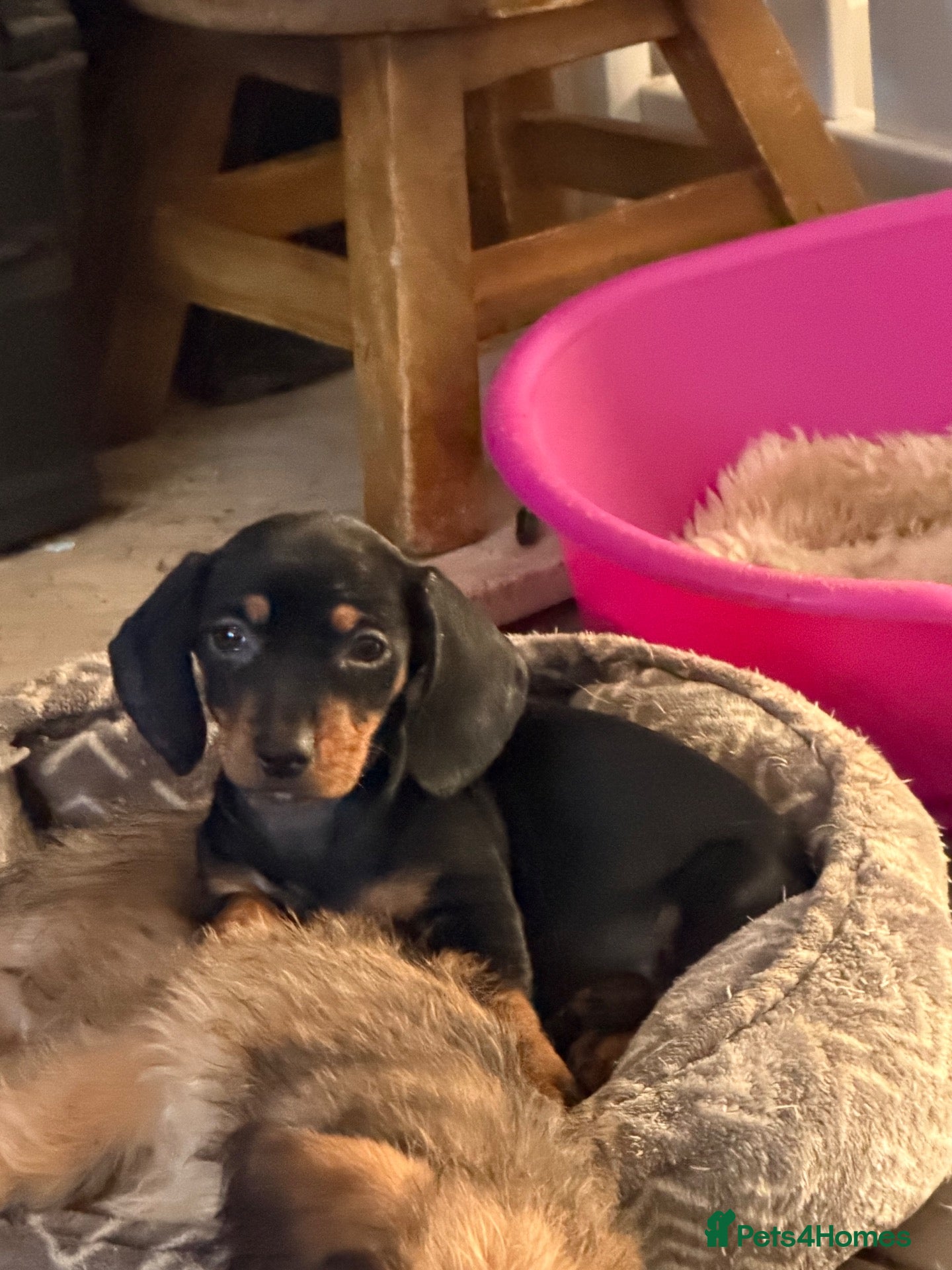 Mixed Breed dogs sausage x pom  - Advert 9