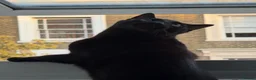 Domestic Shorthair cats for sale: URGENT | 0£ Giving up one of my cats for adoption in London - Advert 3