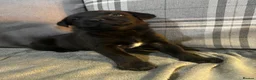 Mixed Breed dogs for sale: Staffrador puppies - Advert 20