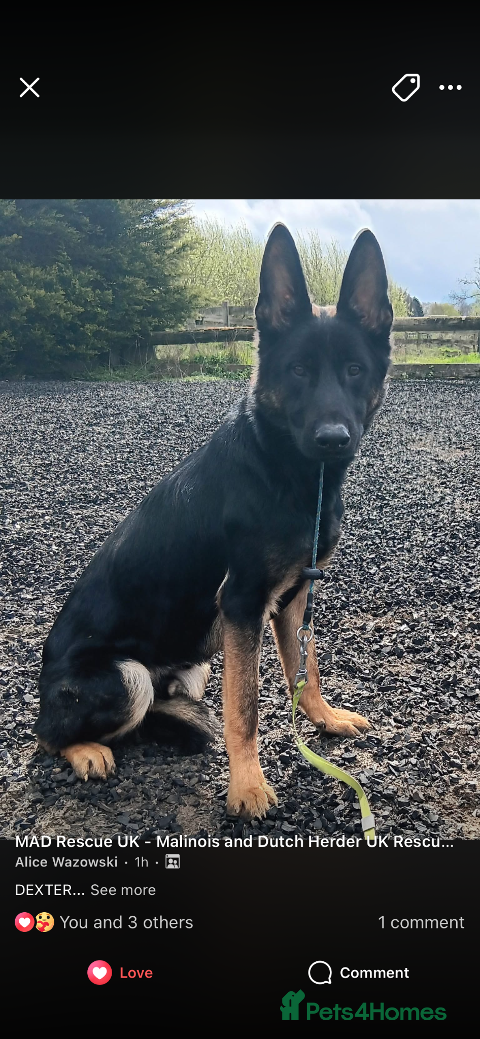 German Shepherd dogs DEXTER - GSD X - Advert 2