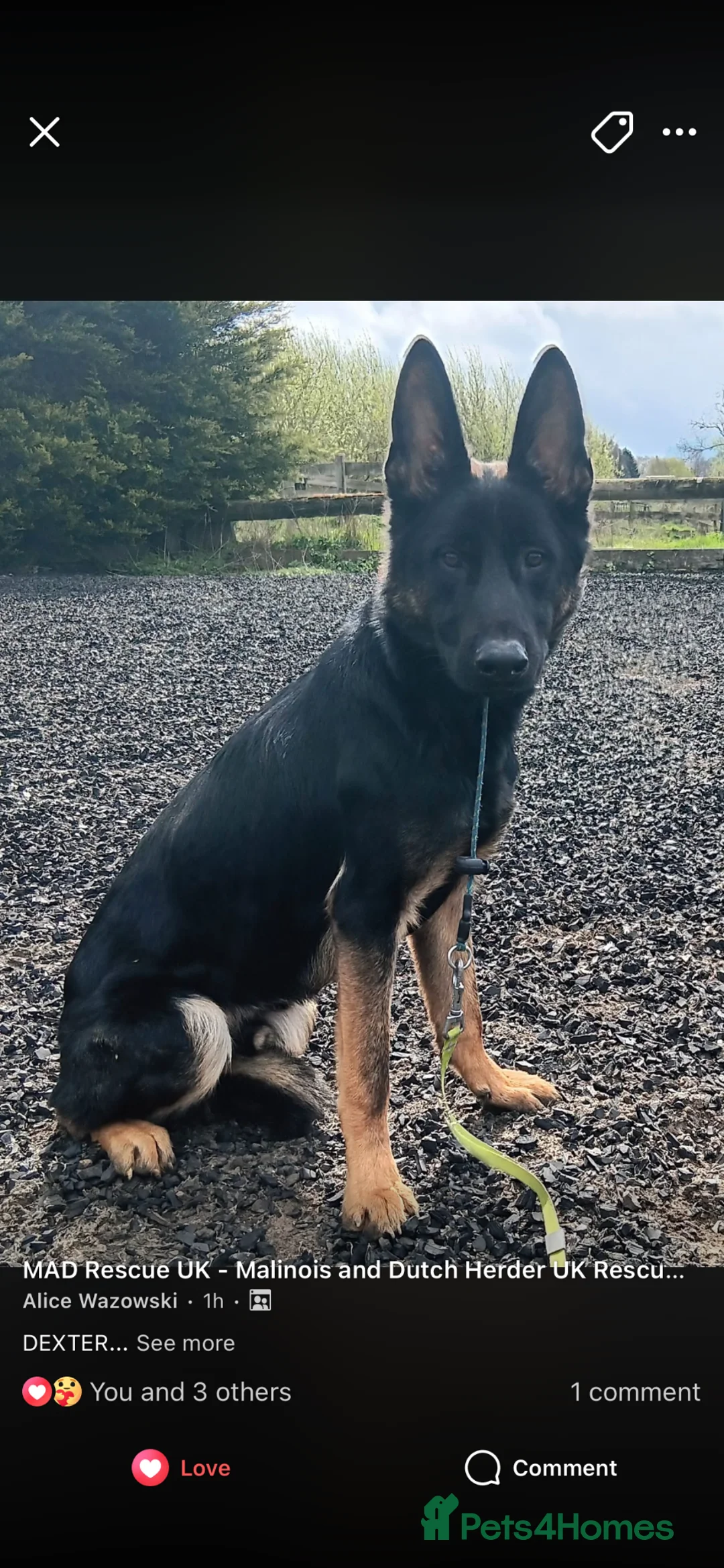 German Shepherd dogs for adoption: DEXTER - GSD X - Advert 1