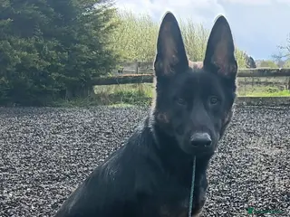 German Shepherd dogs DEXTER - GSD X - Advert 2