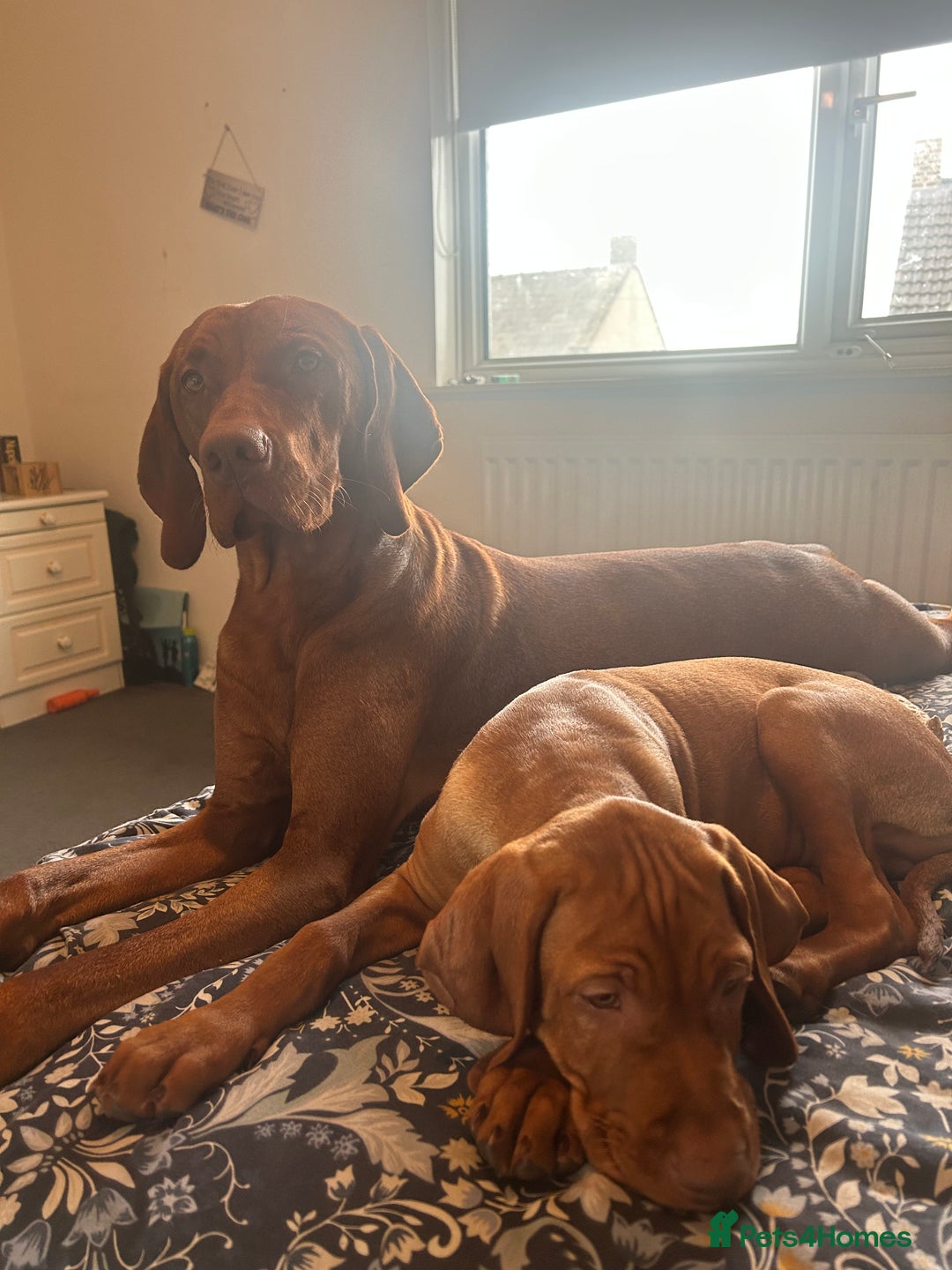 Hungarian Vizsla dogs for stud: Hungarian Vizsla proven stud  - Image 5
