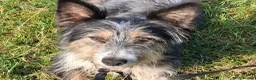 Mixed Breed dogs for sale: Fluff in Lancaster - Advert 1