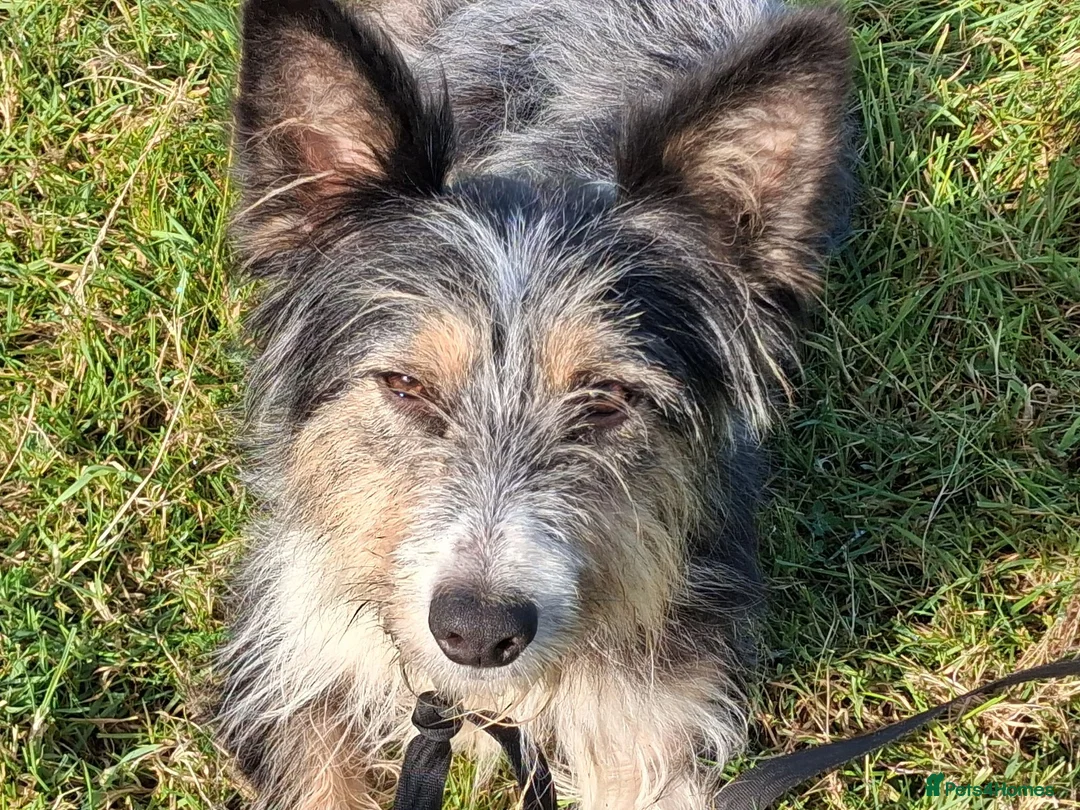 Mixed Breed dogs for sale: Fluff in Lancaster - Advert 1