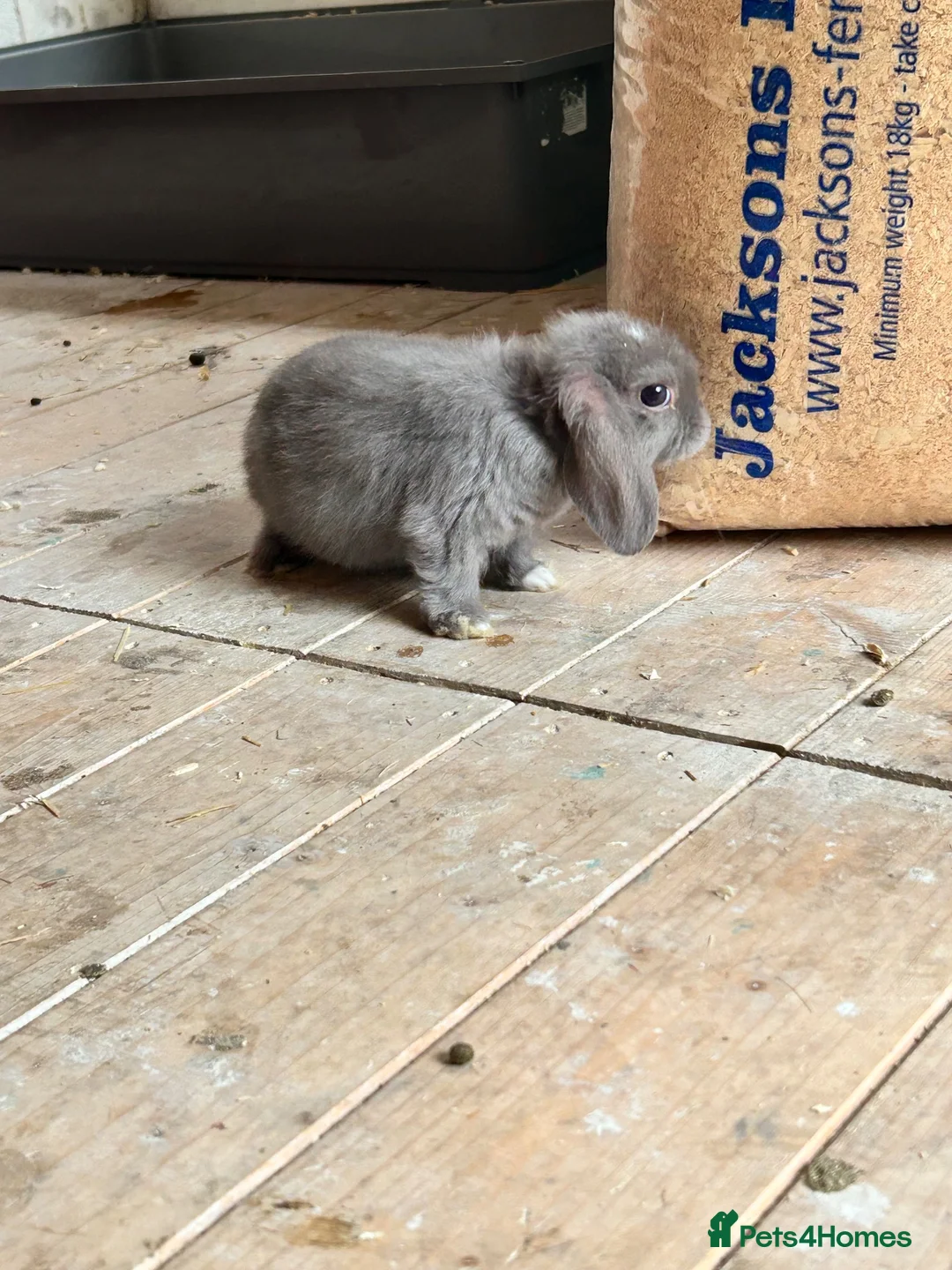 Mixed Breed rabbits for sale: 3 male lop mixed breed - Advert 1
