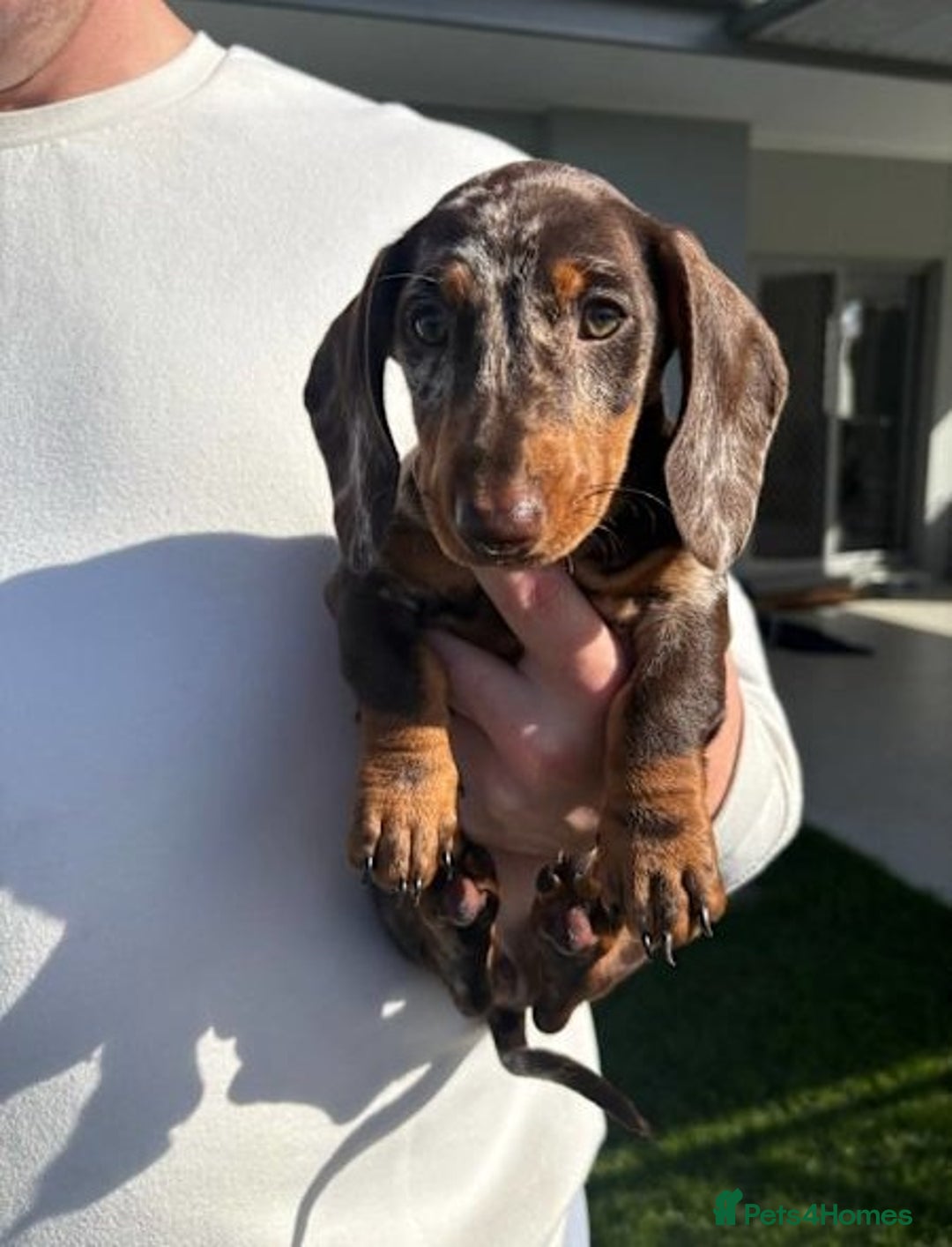Miniature Dachshund dogs for sale: Purebred mini doxies dapples shorthair - Image 4