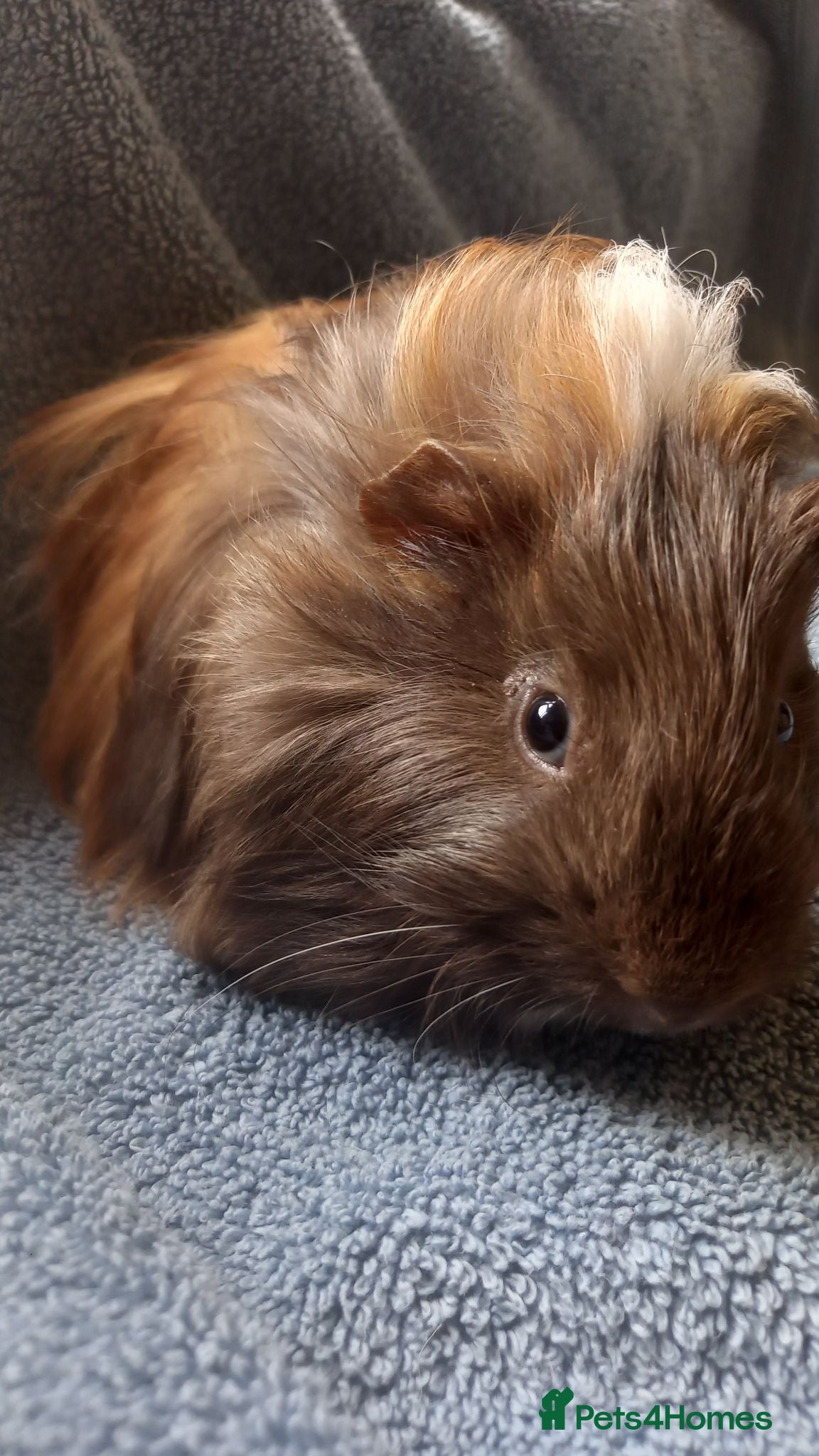 Guinea Pig rodents Male Guinea Pig for Sale - Advert 1