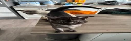 Scottish Fold cats for sale: 3 x Kittens for sale - Advert 2