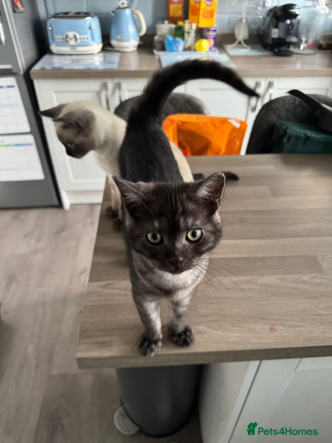Scottish Fold cats for sale: 3 x Kittens for sale - Advert 2