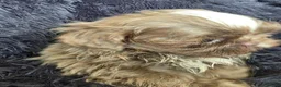 Shih Tzu dogs for sale: Amazing imperial shih tzu puppies ready now - Advert 10