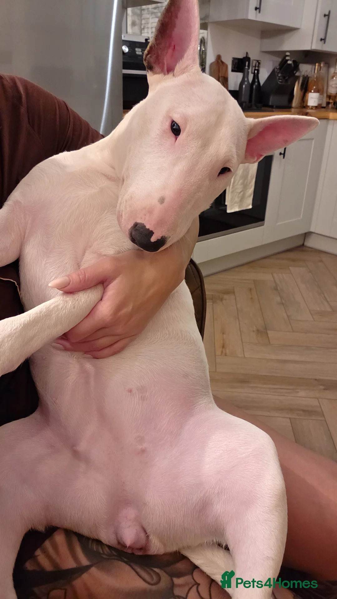English Bull Terrier dogs for sale: Beautiful Tia - Advert 5