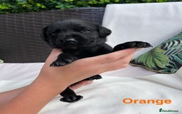 Labrador Retriever dogs for sale: Gorgeous Labrador Puppies for Sale  - Image 8