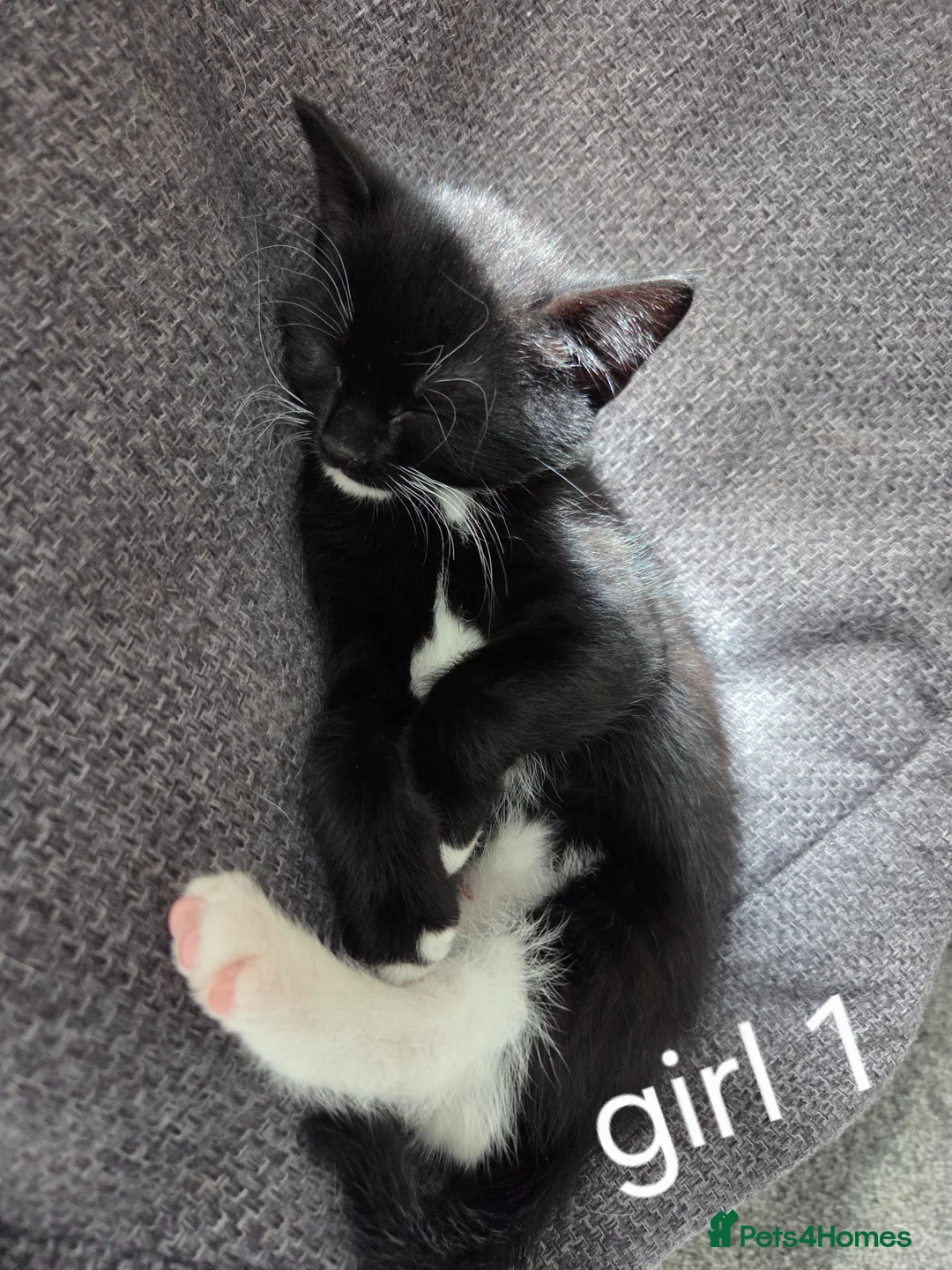 British Shorthair cats for sale: 2 girl kittens left 7 weeks old - Advert 2
