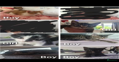 Mixed Breed cats - Advert 15