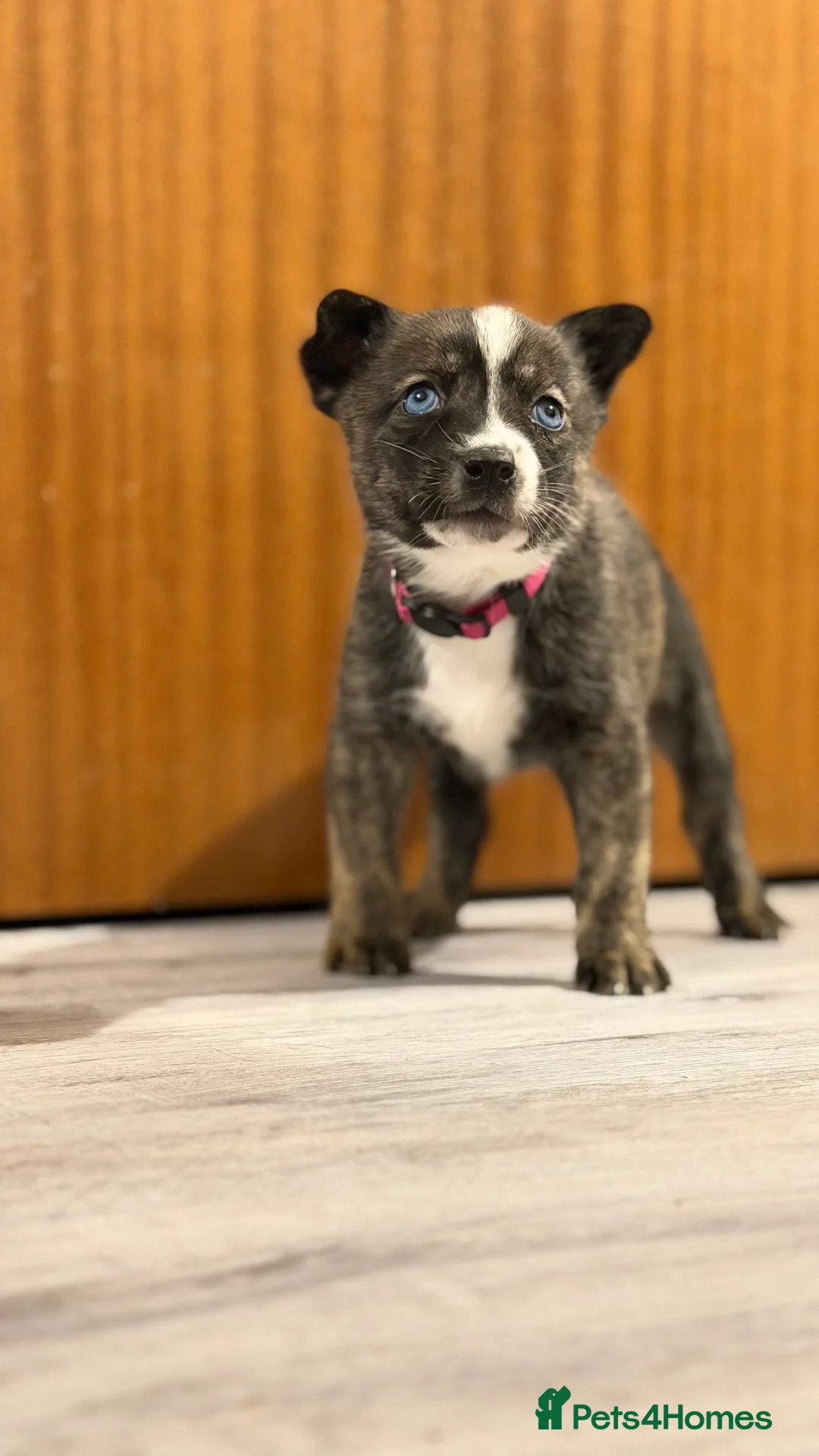 Mixed Breed dogs for sale: Staffy/Husky Puppies  - Advert 5