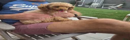 Toy Poodle dogs for sale: Toy Poodle  - Advert 3