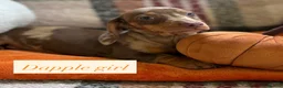 Dachshund dogs for sale: 5 beautiful dachshund girls  - Advert 8