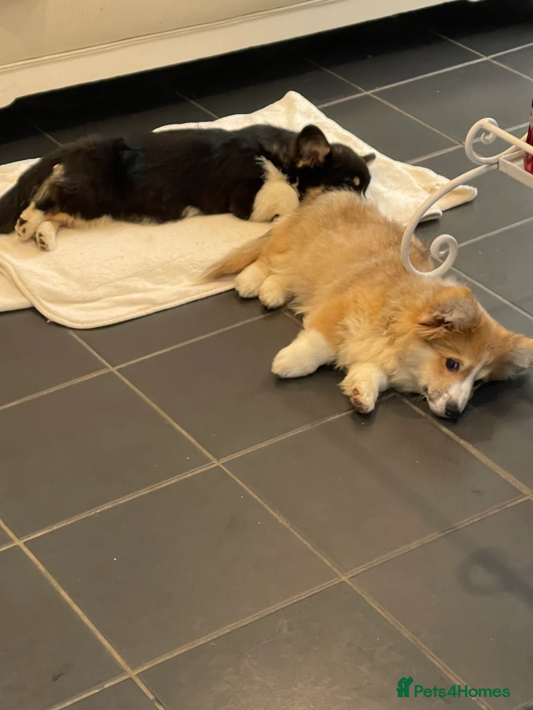 Welsh Corgi Pembroke dogs for stud: Beautiful Flutty Welsh Pembroke Corgi for stud in Rugby - Advert 12