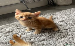 Mixed Breed cats for sale: 5 Kittens for sale  - Image 25