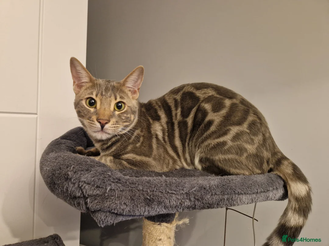 Bengal cats for sale: Blue rossetted boy bengal - Advert 3