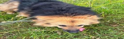 Mixed Breed dogs for adoption: Meet Maple, currently residing in Essex  - Advert 5