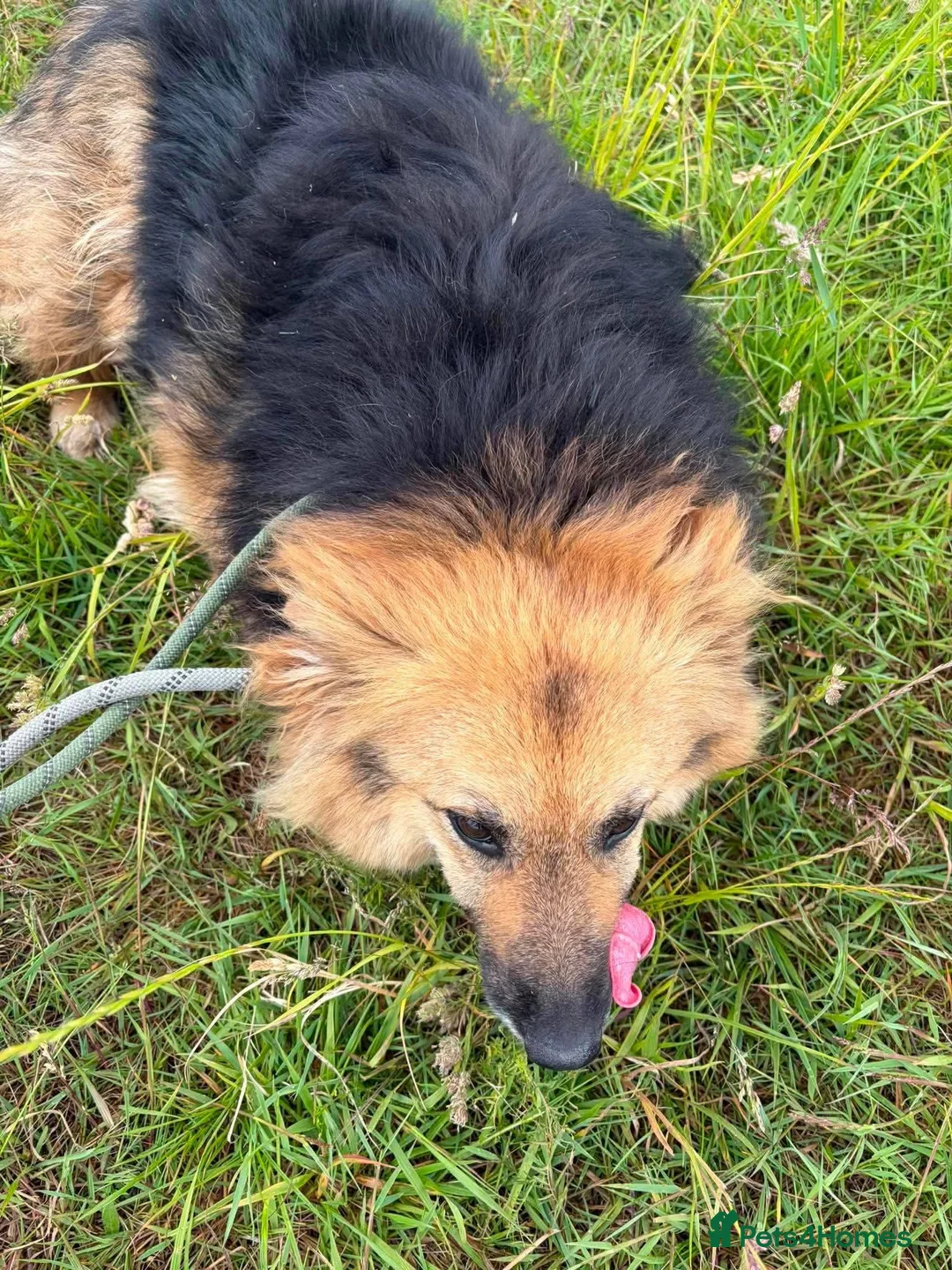 Mixed Breed dogs for adoption: Meet Maple, currently residing in Essex  - Advert 5