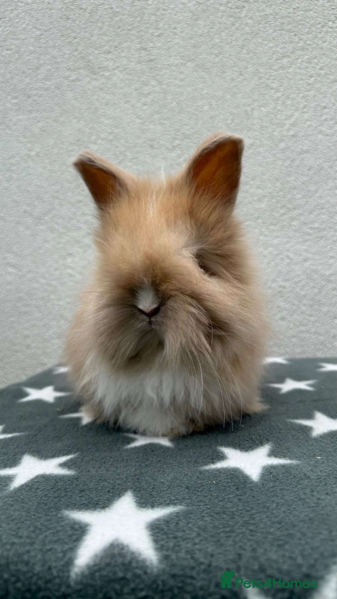 Angora rabbits for sale: Two English Angora Girls in Macclesfield - Advert 2