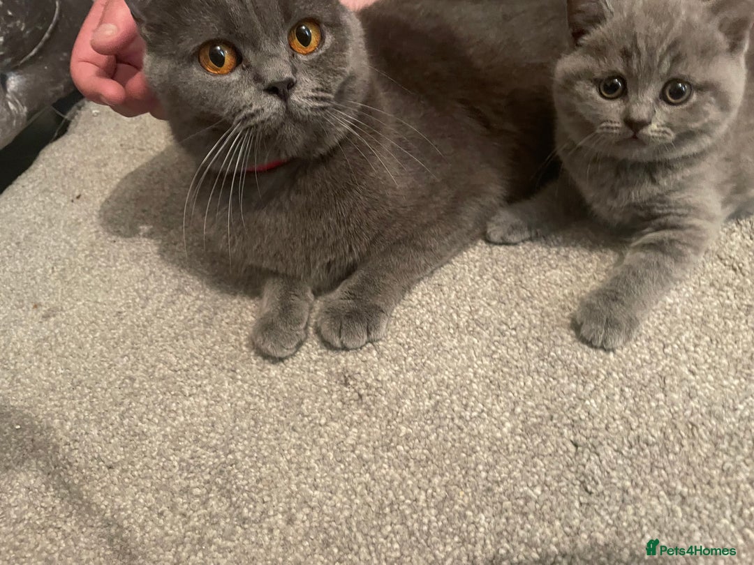 British Shorthair cats for sale: Beautiful British blue boy - Image 2
