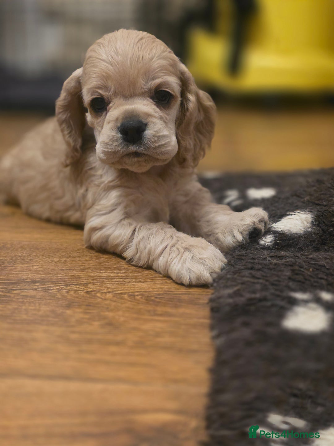 American Cocker Spaniel dogs for sale: Stunning Anerican Cocker spaniels girl - Advert 15