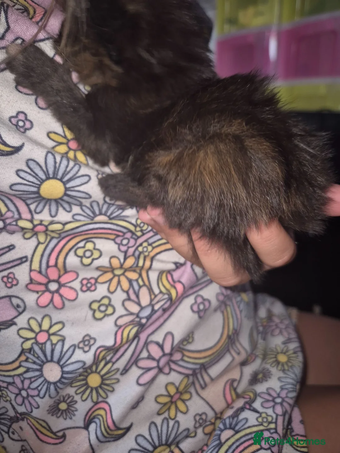 Mixed Breed cats for sale: Beautiful Kittens - Advert 18