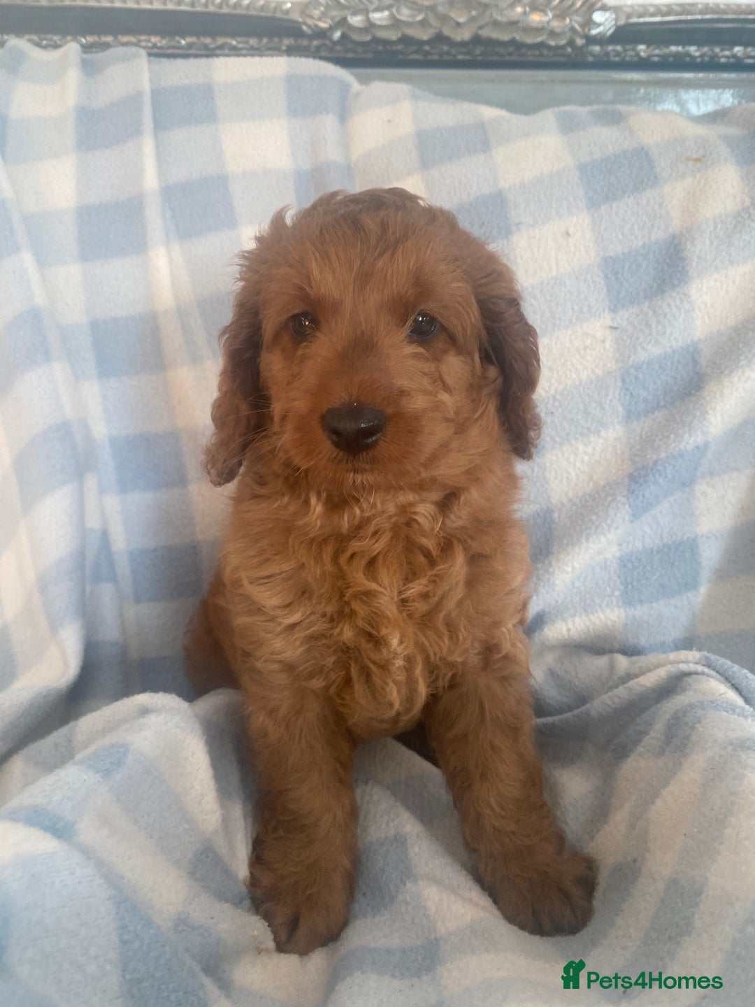 Cockapoo dogs for sale: Stunning F1b Toy Cockapoo puppy 🐶 now 1 Boy left  - Image 8