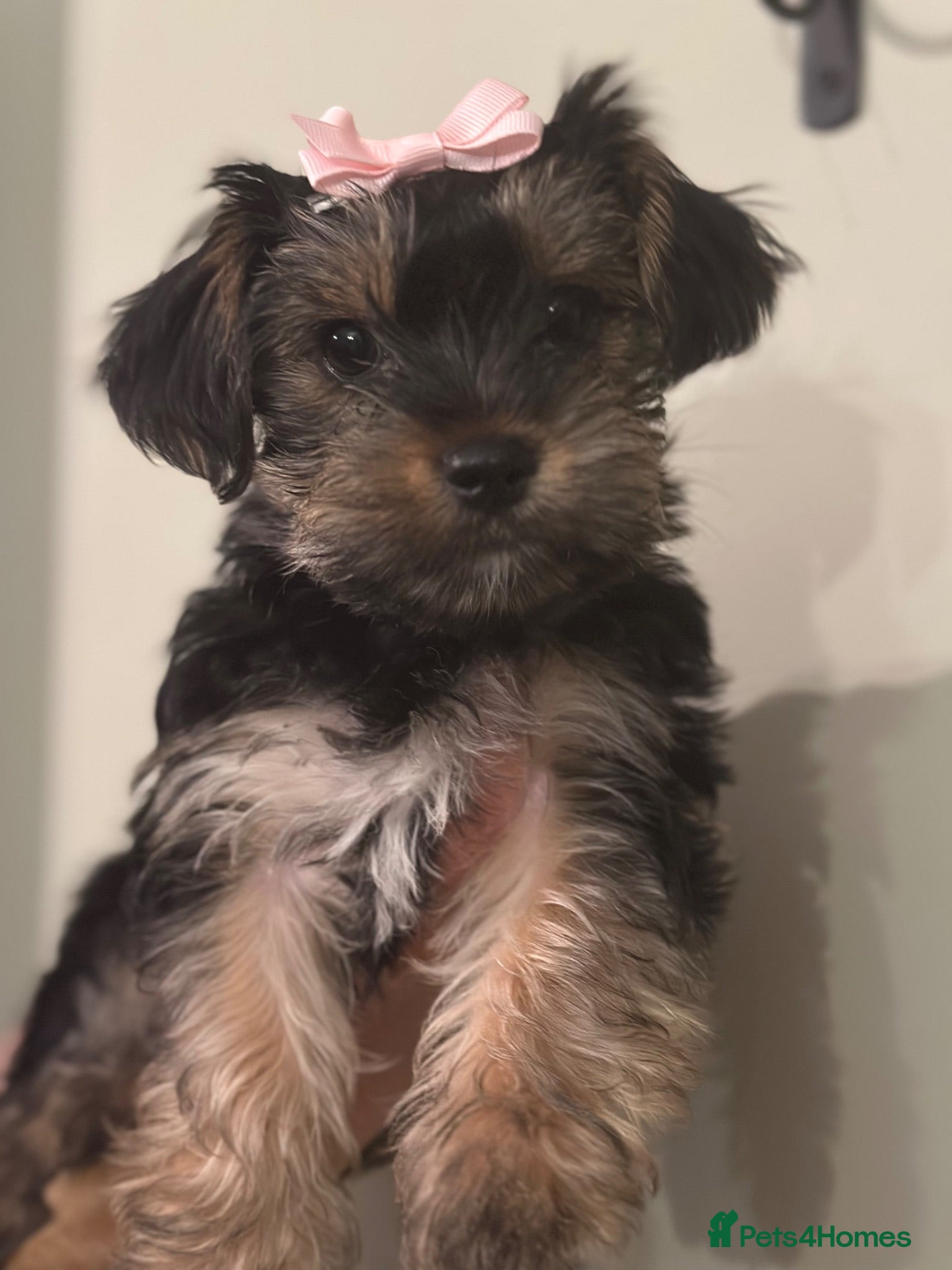Yorkshire Terrier dogs Beautiful yorkshire girl for sale!  - Advert 5