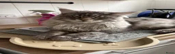 Mixed Breed cats for sale: Maine coone kittens 🐈‍⬛  - Advert 6