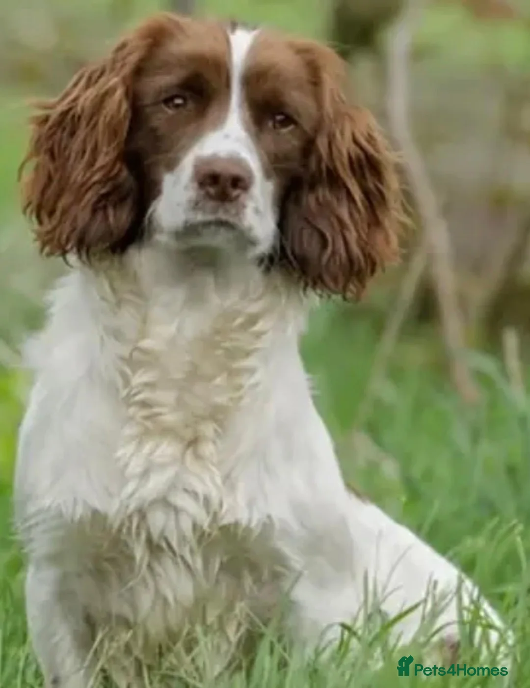 English Springer Spaniel dogs for sale: KC female English springer spaniel - Advert 3