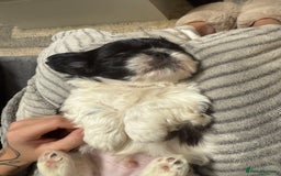 Shih Tzu dogs for sale: 3 beautiful shih tzus for sale  - Advert 11
