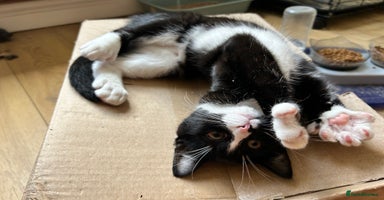 Ragcoon cats in Shepton Mallet - Advert 6