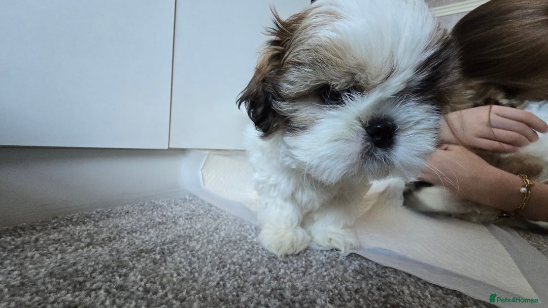 Shih Tzu dogs for sale: Two Shih Tzu female - Advert 29