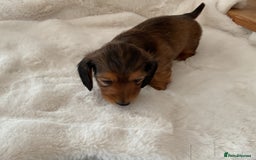 Miniature Dachshund dogs for sale: Stunning KC mini long hair dachshunds - Image 2