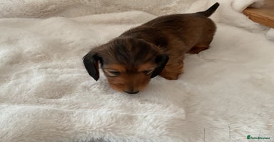 Miniature Dachshund dogs - Advert 15
