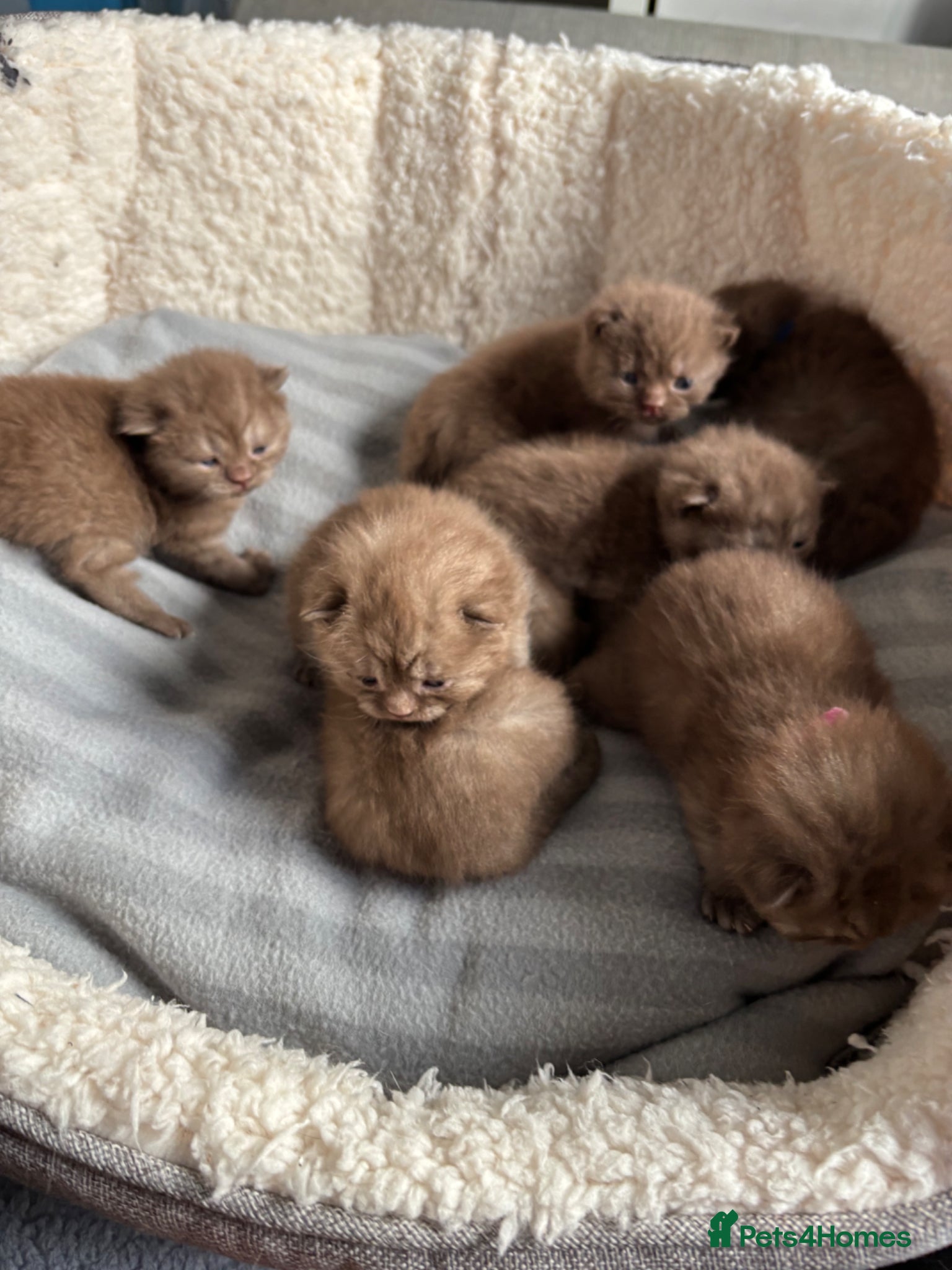 British Shorthair cats British shorthaired chocolate kittens  - Advert 11