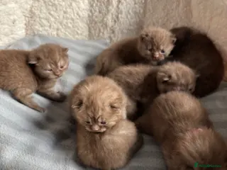 British Shorthair cats British shorthaired chocolate kittens - Advert 1